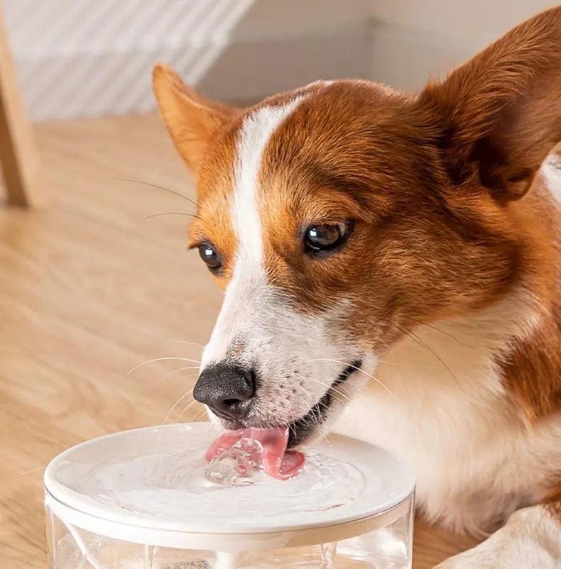 Fonte Bebedor de Água Para Pets - Hidratação Saudável